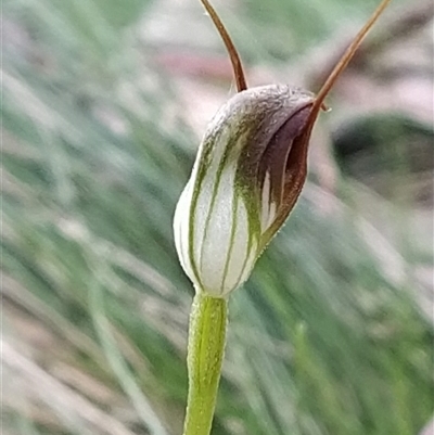 Pterostylis pedunculata (Maroonhood) at Paddys River, ACT - 20 Sep 2024 by KumikoCallaway