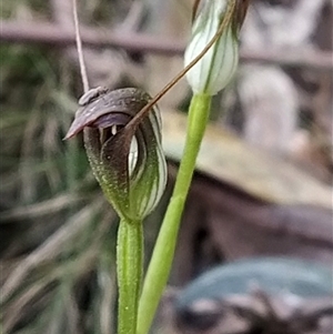 Pterostylis pedunculata at Paddys River, ACT - suppressed