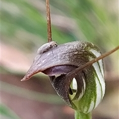 Pterostylis pedunculata at Paddys River, ACT - suppressed