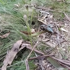 Pterostylis pedunculata at Paddys River, ACT - suppressed