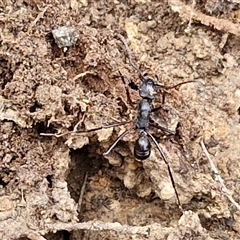 Rhytidoponera sp. (genus) (Rhytidoponera ant) at Taylors Flat, NSW - 21 Sep 2024 by trevorpreston