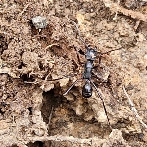 Rhytidoponera sp. (genus) at Taylors Flat, NSW - 21 Sep 2024 11:45 AM