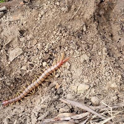 Cormocephalus aurantiipes (Orange-legged Centipede) at Taylors Flat, NSW - 21 Sep 2024 by trevorpreston