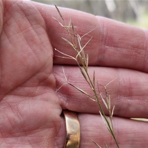 Aristida ramosa at Taylors Flat, NSW - 21 Sep 2024