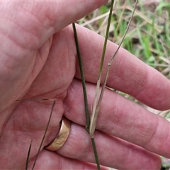 Aristida ramosa at Taylors Flat, NSW - 21 Sep 2024