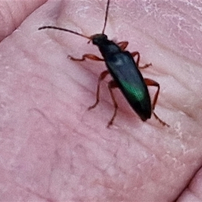 Lepturidea sp. (genus) (Comb-clawed beetle) at Taylors Flat, NSW - 21 Sep 2024 by trevorpreston