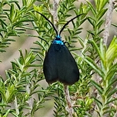 Pollanisus (genus) at Taylors Flat, NSW - 21 Sep 2024