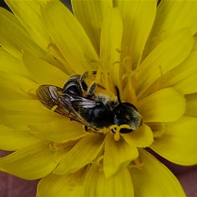 Lasioglossum (Chilalictus) lanarium (Halictid bee) at Taylors Flat, NSW - 21 Sep 2024 by trevorpreston