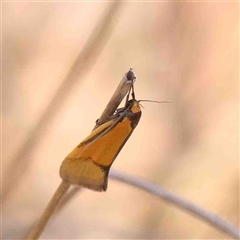 Philobota undescribed species near arabella (A concealer moth) at Gundaroo, NSW - 20 Sep 2024 by ConBoekel