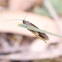 Philobota undescribed species near arabella at Gundaroo, NSW - 20 Sep 2024 11:38 AM