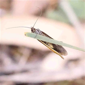 Philobota undescribed species near arabella at Gundaroo, NSW - 20 Sep 2024 11:38 AM