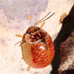 Paropsisterna sp. (genus) at Gundaroo, NSW - 20 Sep 2024 11:42 AM