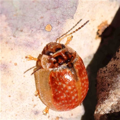 Paropsisterna sp. (genus) (A leaf beetle) at Gundaroo, NSW - 20 Sep 2024 by ConBoekel