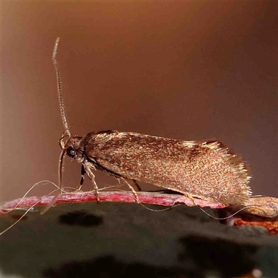 Leistomorpha brontoscopa (A concealer moth) at Gundaroo, NSW - 20 Sep 2024 by ConBoekel