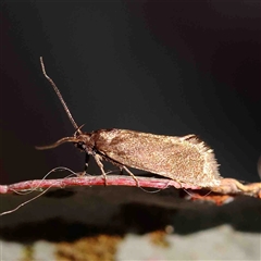 Leistomorpha brontoscopa at Gundaroo, NSW - 20 Sep 2024