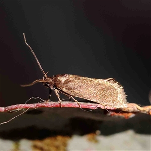 Leistomorpha brontoscopa at Gundaroo, NSW - 20 Sep 2024