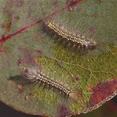 Uraba lugens (Gumleaf Skeletonizer) at Gundaroo, NSW - 20 Sep 2024 by ConBoekel