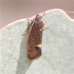 Leistomorpha brontoscopa at Gundaroo, NSW - 20 Sep 2024