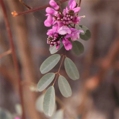 Indigofera australis subsp. australis (Australian Indigo) at Gundaroo, NSW - 20 Sep 2024 by ConBoekel