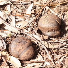 Pisolithus marmoratus (Horse Dung Fungus) at Gundaroo, NSW - 20 Sep 2024 by ConBoekel