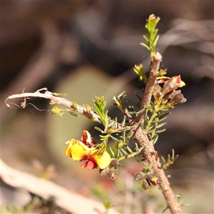 Dillwynia phylicoides at Gundaroo, NSW - 20 Sep 2024