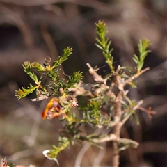 Dillwynia phylicoides at Gundaroo, NSW - 20 Sep 2024 11:48 AM