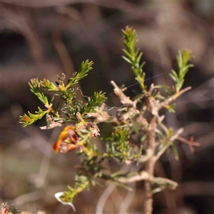 Dillwynia phylicoides at Gundaroo, NSW - 20 Sep 2024 11:48 AM