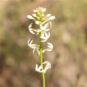 Stackhousia monogyna at Gundaroo, NSW - 20 Sep 2024 11:49 AM