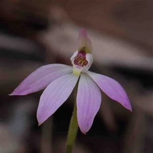 Caladenia carnea at Gundaroo, NSW - 20 Sep 2024