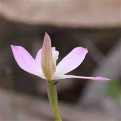 Caladenia carnea at Gundaroo, NSW - 20 Sep 2024