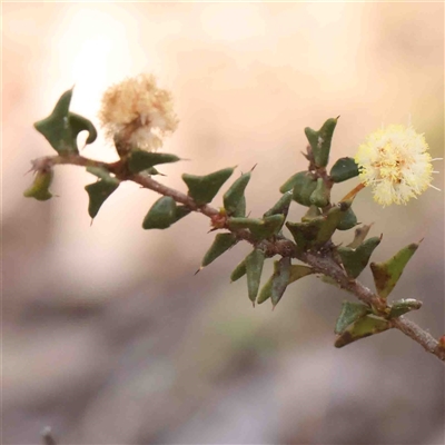 Acacia gunnii (Ploughshare Wattle) at Gundaroo, NSW - 20 Sep 2024 by ConBoekel