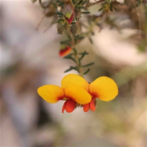 Dillwynia phylicoides at Gundaroo, NSW - 20 Sep 2024 11:51 AM