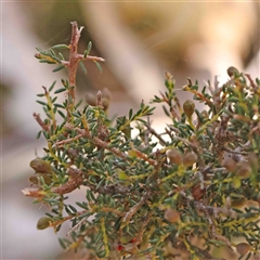 Dillwynia phylicoides at Gundaroo, NSW - 20 Sep 2024 11:51 AM