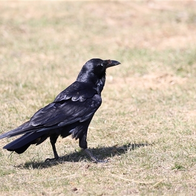 Corvus coronoides (Australian Raven) at Rendezvous Creek, ACT - 21 Sep 2024 by JimL