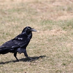 Corvus coronoides at Rendezvous Creek, ACT - 21 Sep 2024 11:51 AM