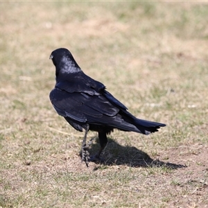 Corvus coronoides at Rendezvous Creek, ACT - 21 Sep 2024 11:51 AM