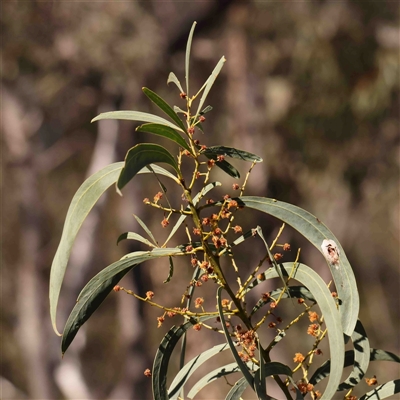 Acacia rubida (Red-stemmed Wattle, Red-leaved Wattle) at Gundaroo, NSW - 20 Sep 2024 by ConBoekel