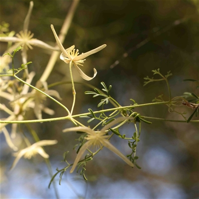 Clematis leptophylla (Small-leaf Clematis, Old Man's Beard) at Gundaroo, NSW - 20 Sep 2024 by ConBoekel