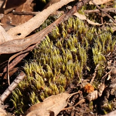 Unidentified Moss, Liverwort or Hornwort at Gundaroo, NSW - 20 Sep 2024 by ConBoekel