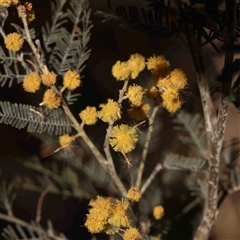 Acacia dealbata subsp. dealbata (Silver Wattle) at Gundaroo, NSW - 20 Sep 2024 by ConBoekel