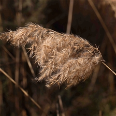 Phragmites australis (Common Reed) at Gundaroo, NSW - 20 Sep 2024 by ConBoekel