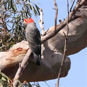 Callocephalon fimbriatum at Gundaroo, NSW - suppressed