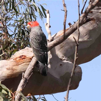 Callocephalon fimbriatum (Gang-gang Cockatoo) at Gundaroo, NSW - 20 Sep 2024 by ConBoekel