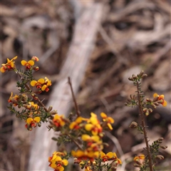 Dillwynia phylicoides (A Parrot-pea) at Gundaroo, NSW - 20 Sep 2024 by ConBoekel