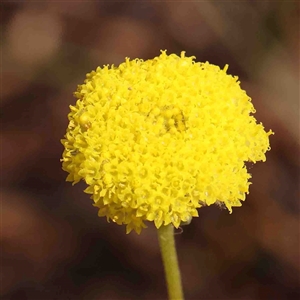 Craspedia variabilis at Gundaroo, NSW - 20 Sep 2024