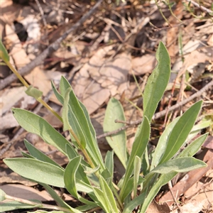 Craspedia variabilis at Gundaroo, NSW - 20 Sep 2024