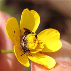 Lasioglossum (Chilalictus) lanarium (Halictid bee) at Gundaroo, NSW - 20 Sep 2024 by ConBoekel