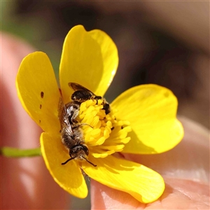 Lasioglossum (Chilalictus) lanarium at Gundaroo, NSW - 20 Sep 2024