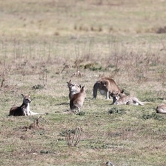 Macropus giganteus (Eastern Grey Kangaroo) at Rendezvous Creek, ACT - 21 Sep 2024 by JimL