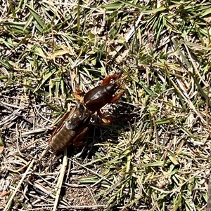 Gryllotalpa sp. (genus) at Rendezvous Creek, ACT - 21 Sep 2024 11:06 AM